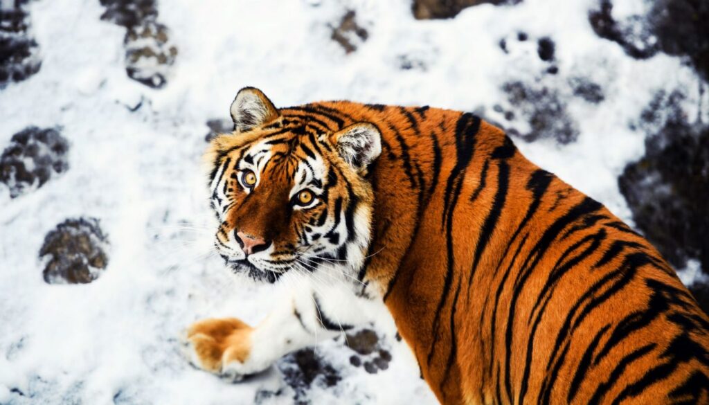 tigre animales coreanos