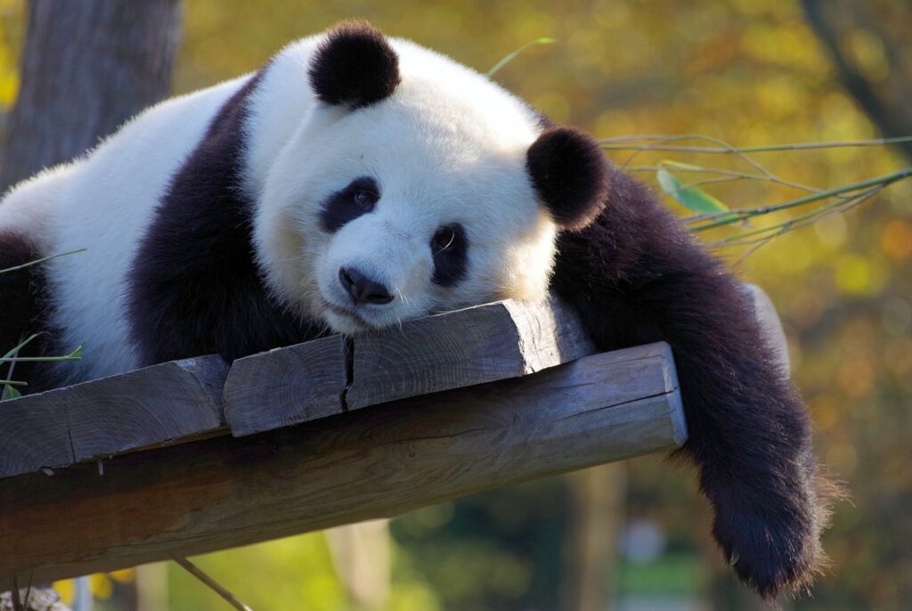 Cultura china-osos panda